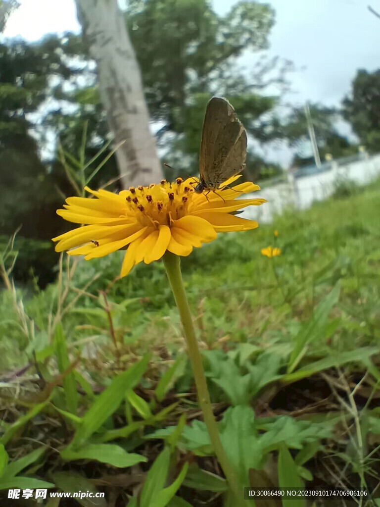 蟛蜞菊 