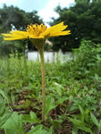 蟛蜞菊 