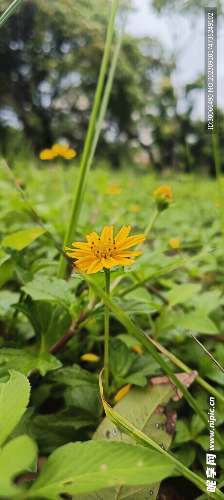 蟛蜞菊 