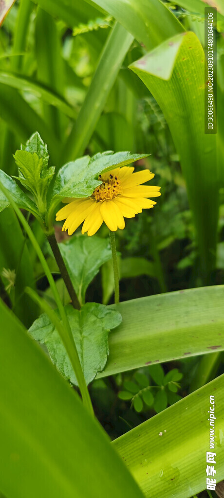 蟛蜞菊 