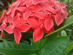 龙船花 