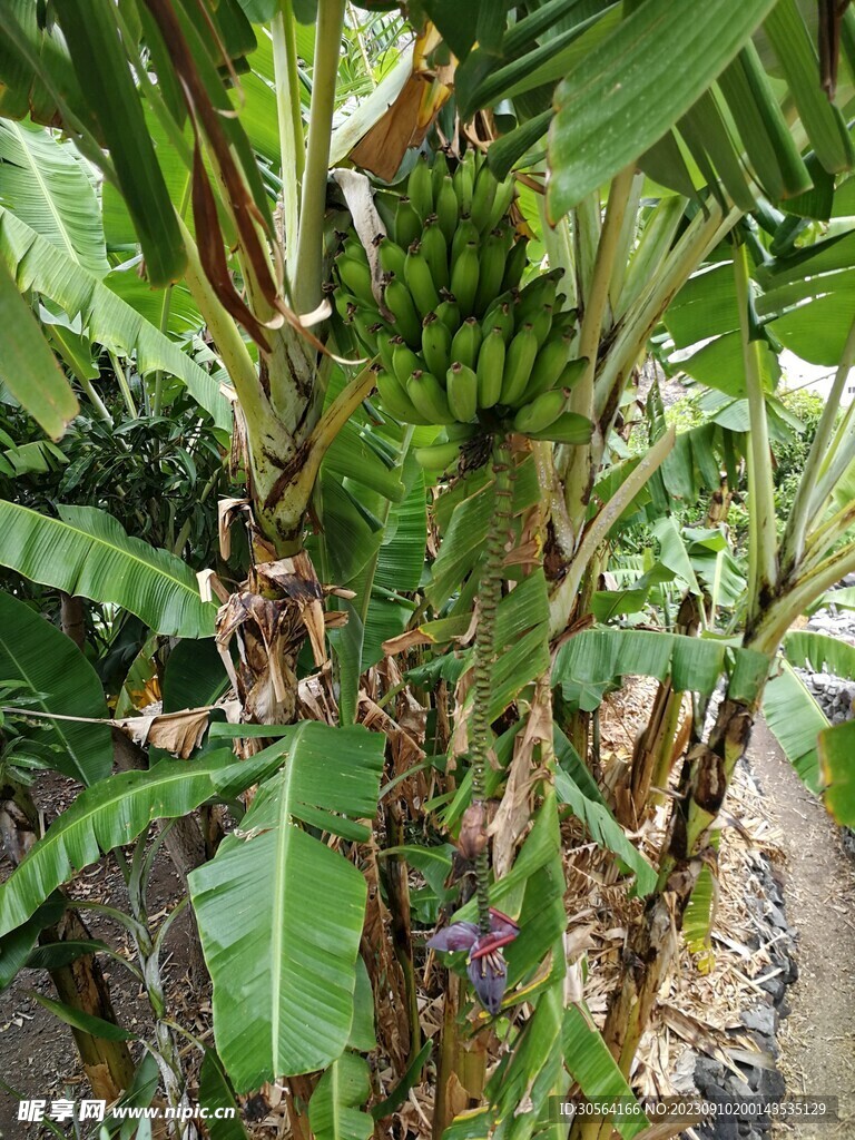 香蕉