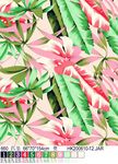 芭蕉叶花