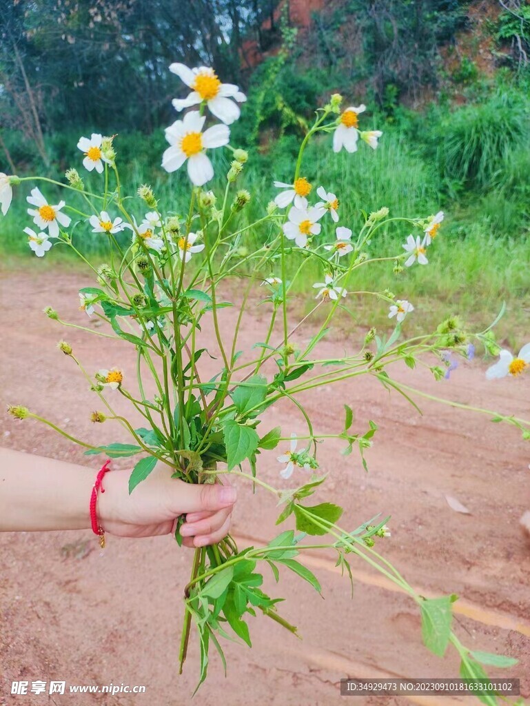 野菊