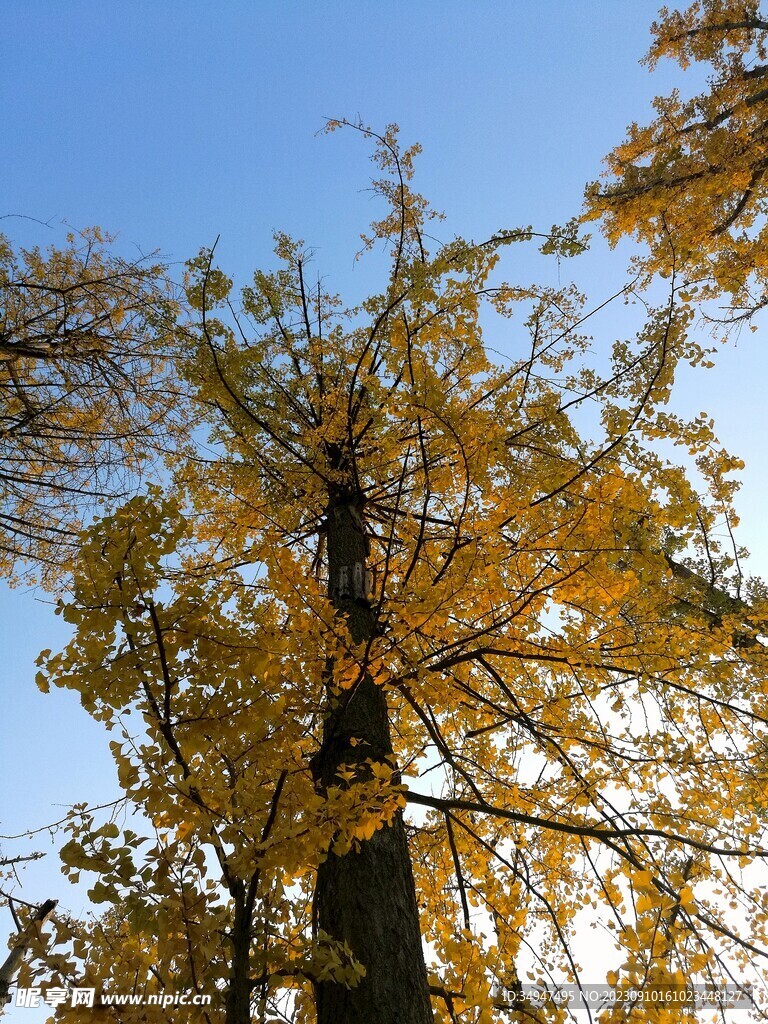 银杏树