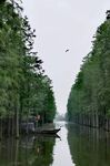 树林