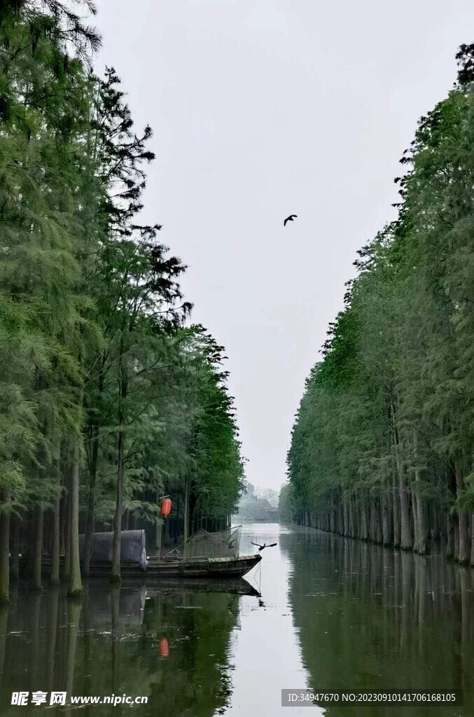 树林