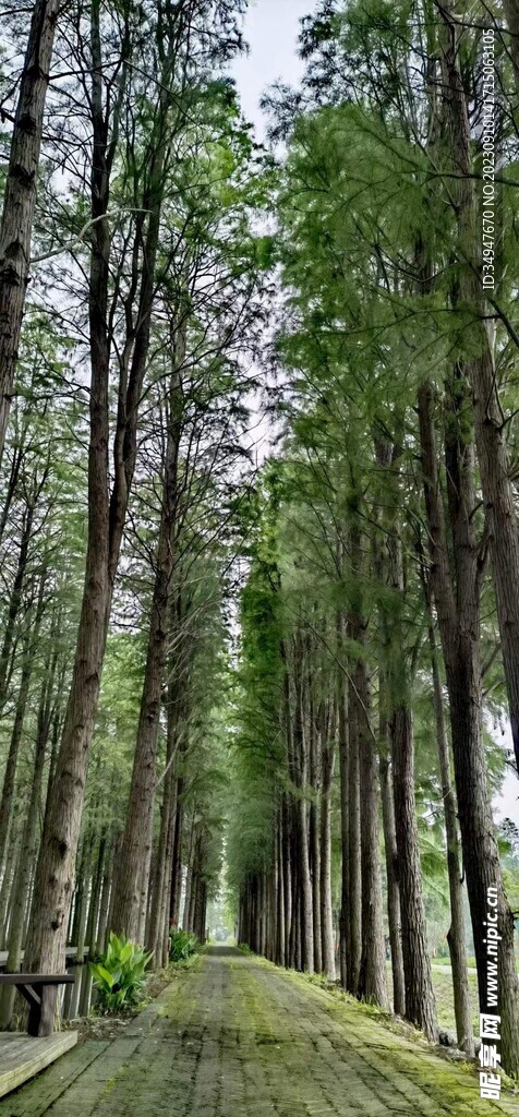 树林