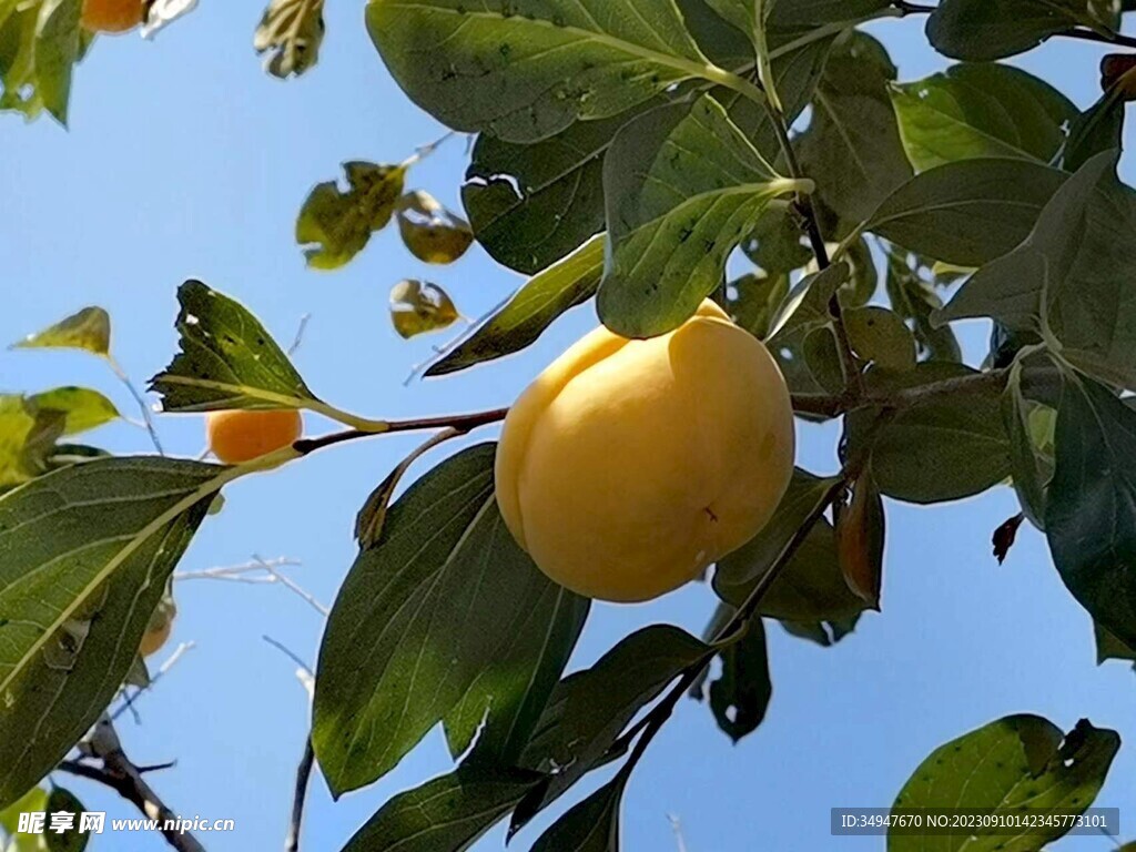   绿柿子 