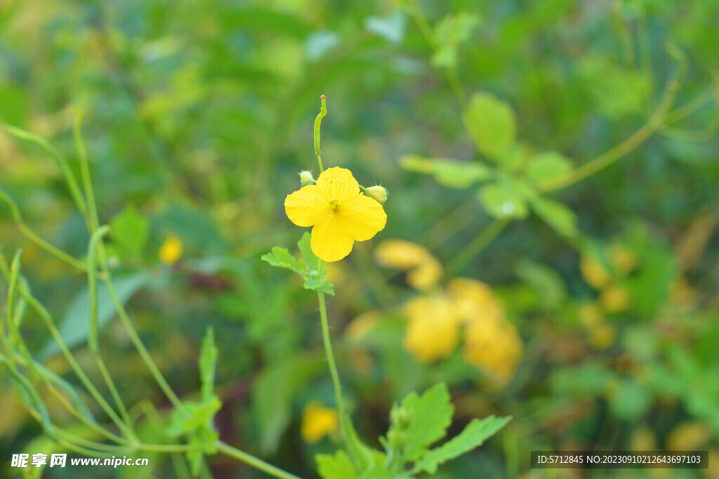 黄色花朵摄影图片