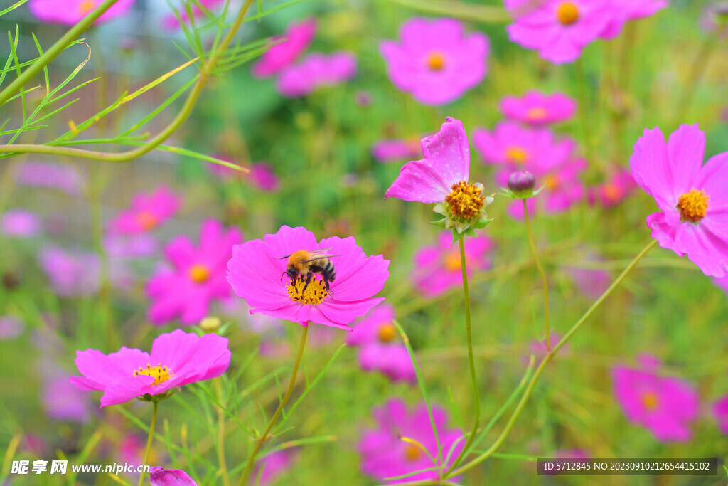 辛勤的小蜜蜂