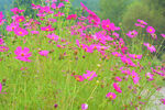 鲜花风景图片
