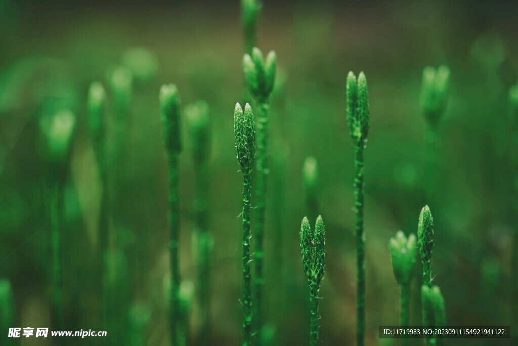 绿色植物