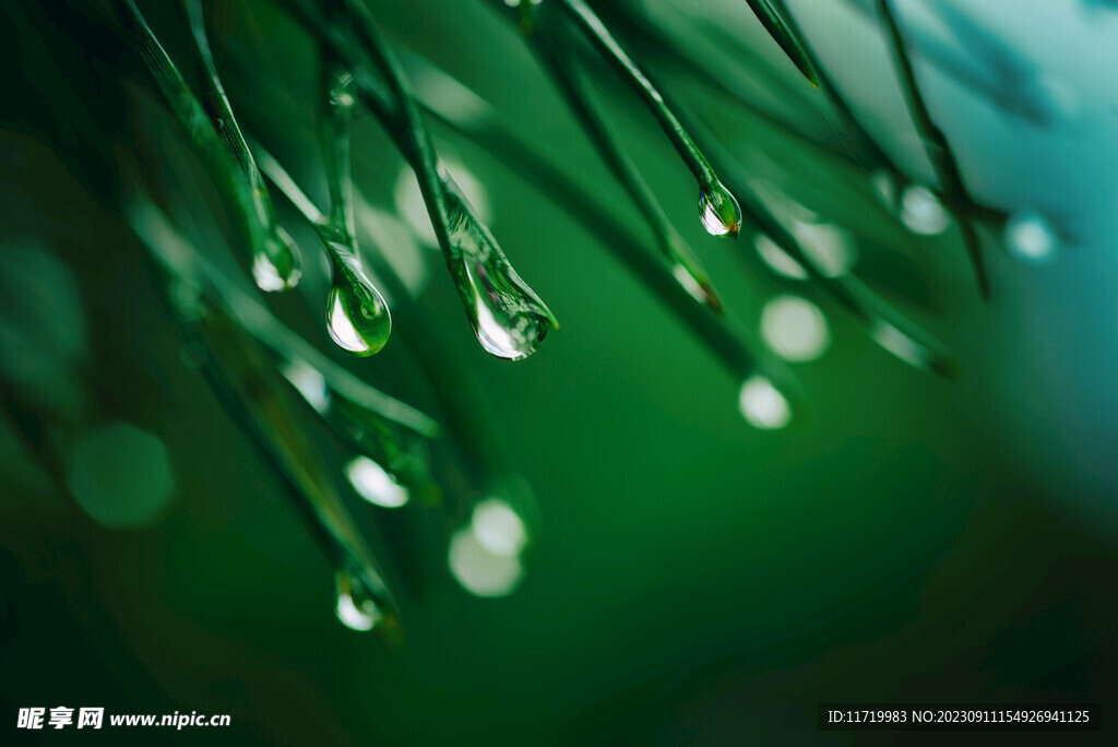 绿植挂着露水