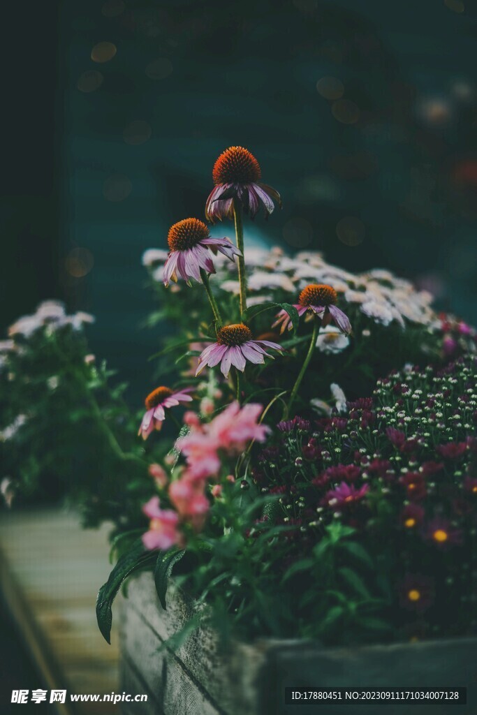 菊花