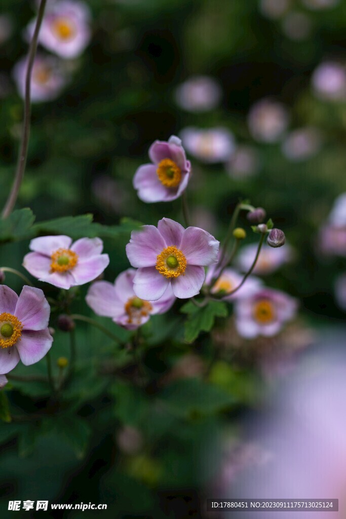 野棉花 