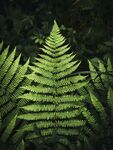 蕨类植物