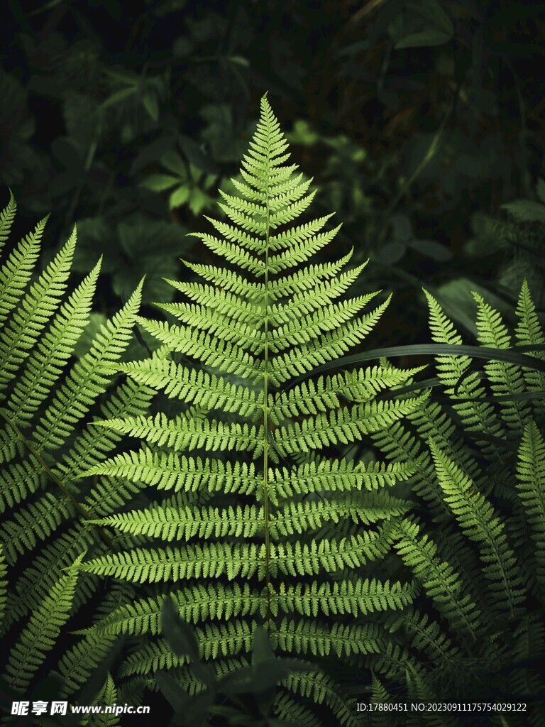 蕨类植物