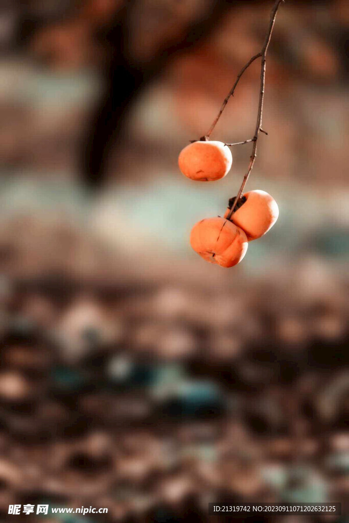 柿子特写