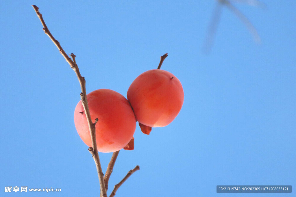 柿子高清特写