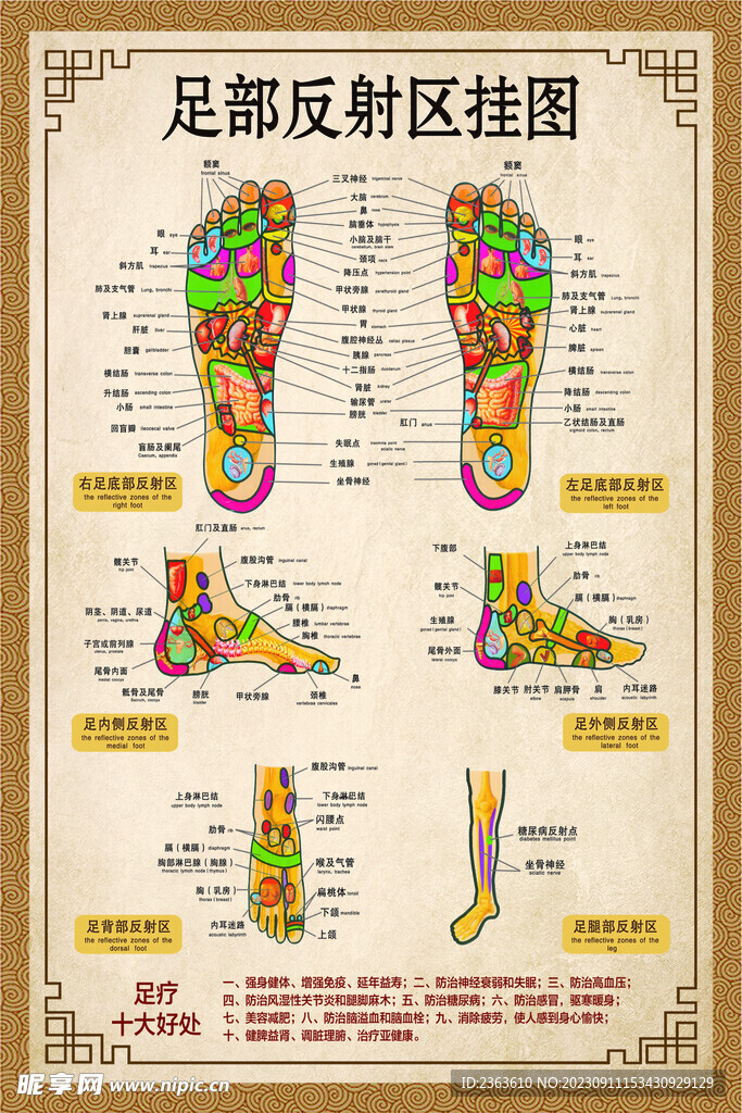 足部反射区挂图