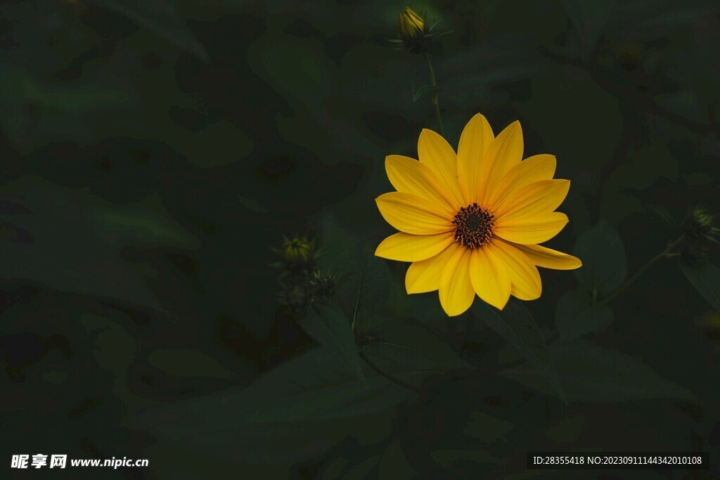 花