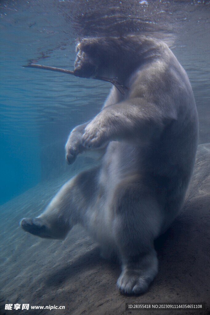 海水中的北极熊