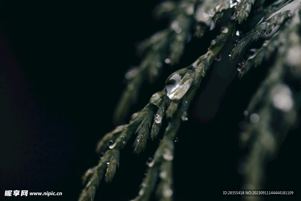 雨滴
