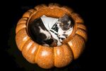 猫咪