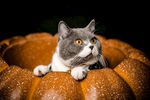 猫咪