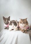 猫咪