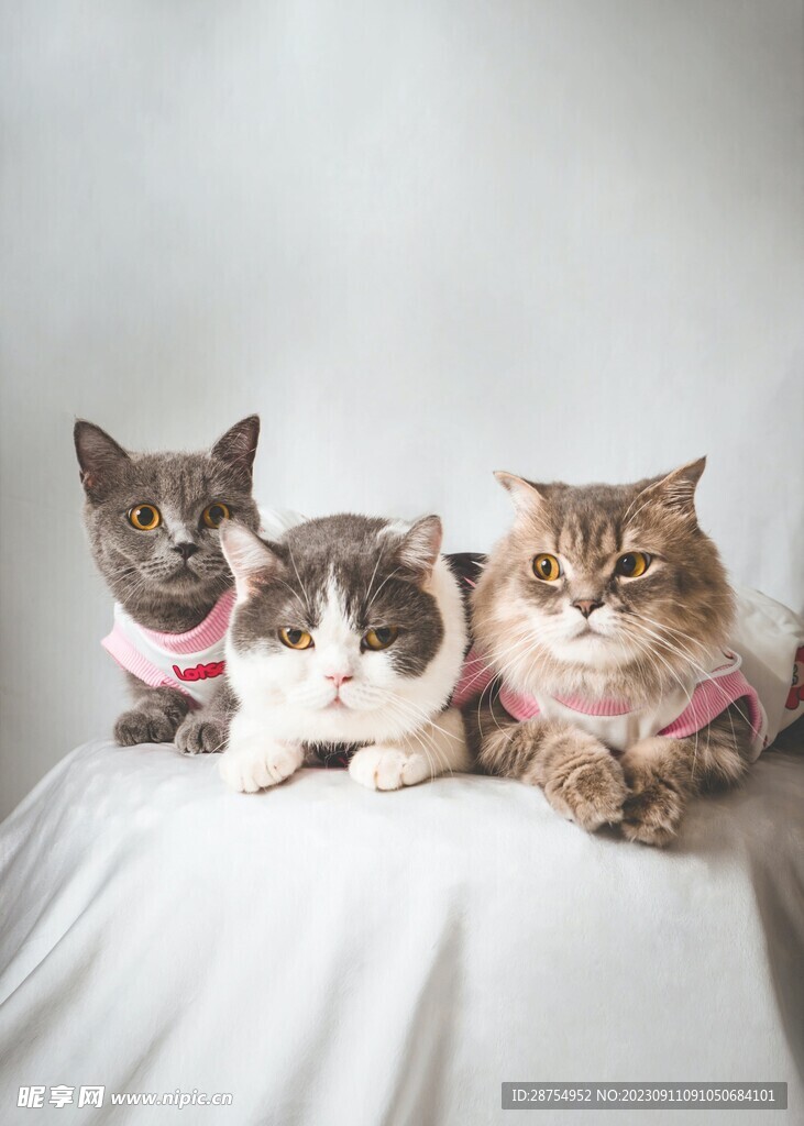 猫咪