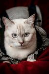 猫咪