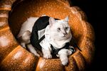 猫咪 