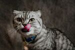 猫咪