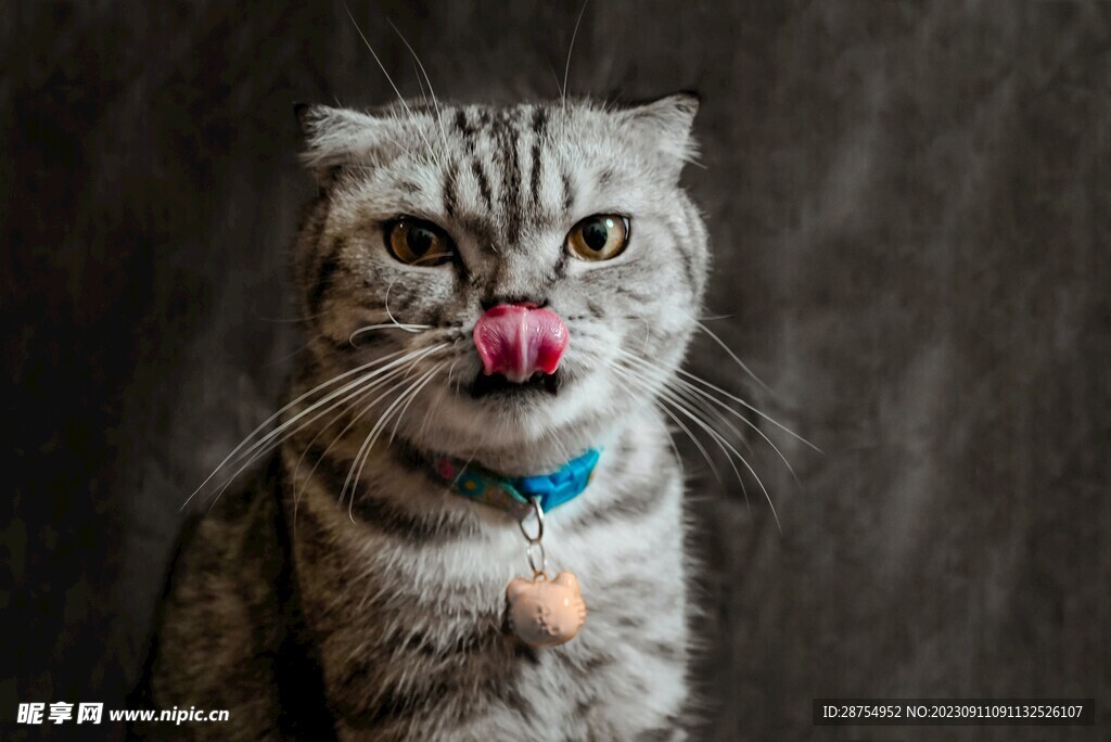 猫咪