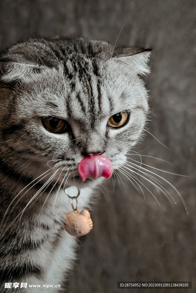 猫咪
