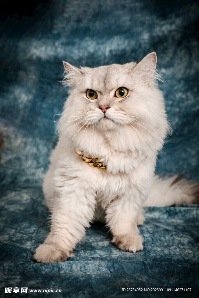 猫咪