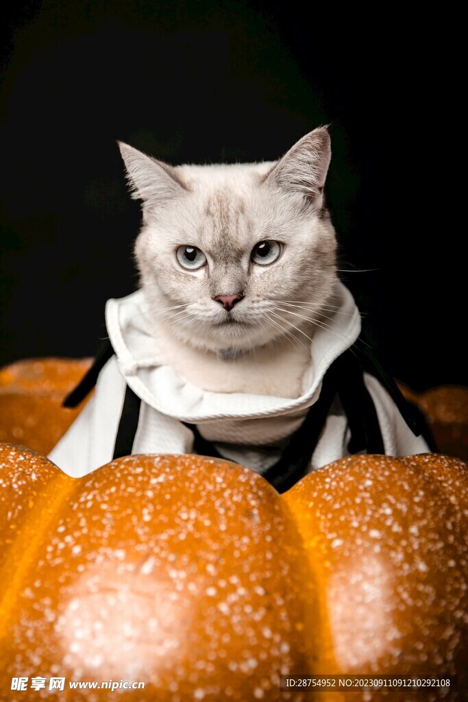 猫咪