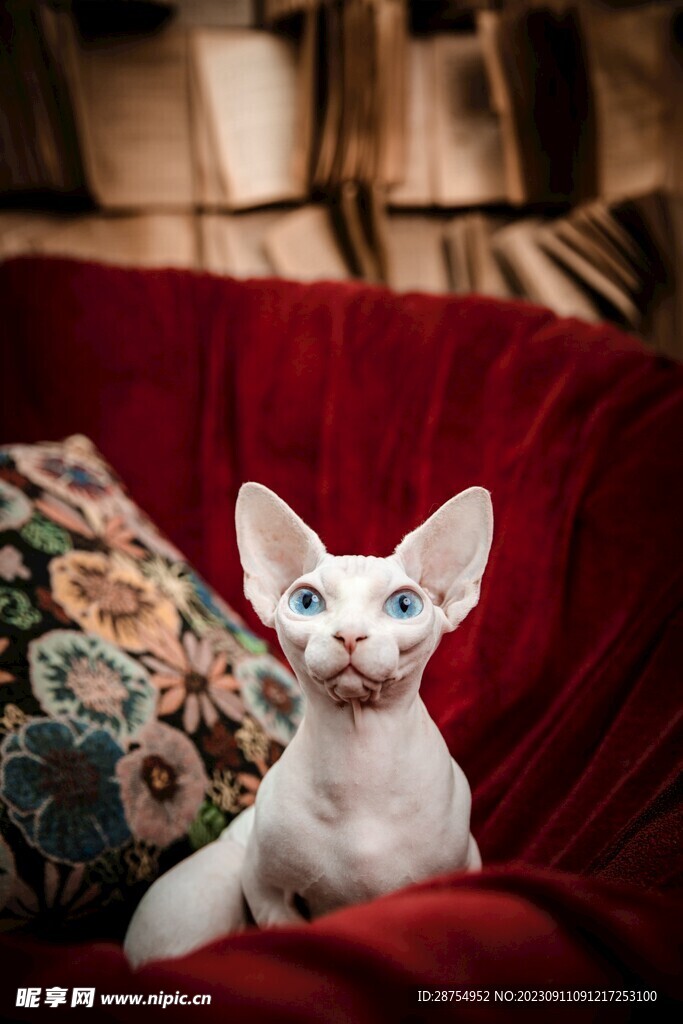 猫咪