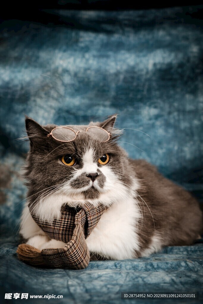 猫咪