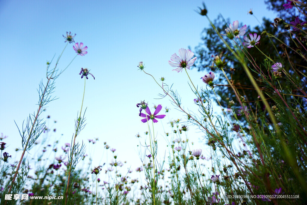 小菊花