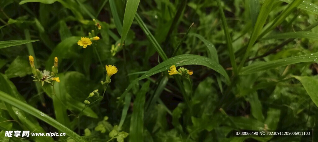 蟛蜞菊 