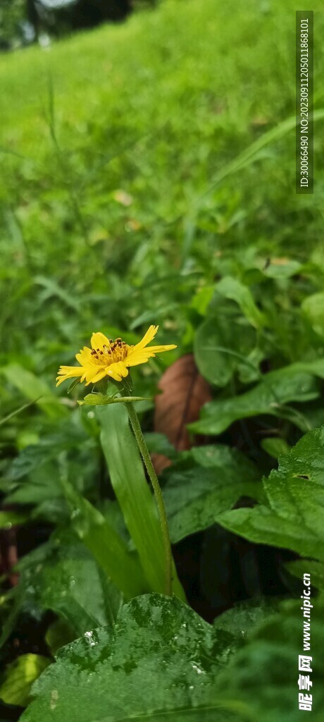 蟛蜞菊 