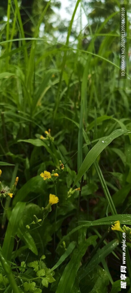 小草 