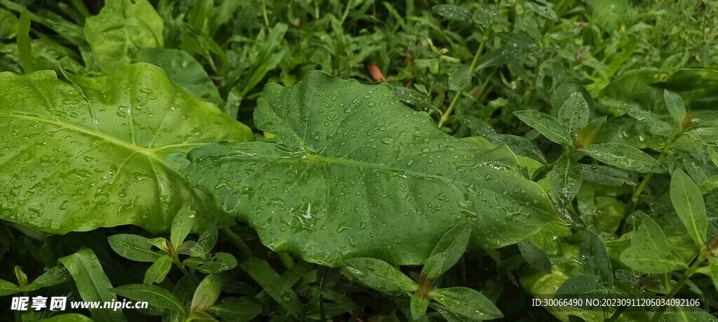 海芋 