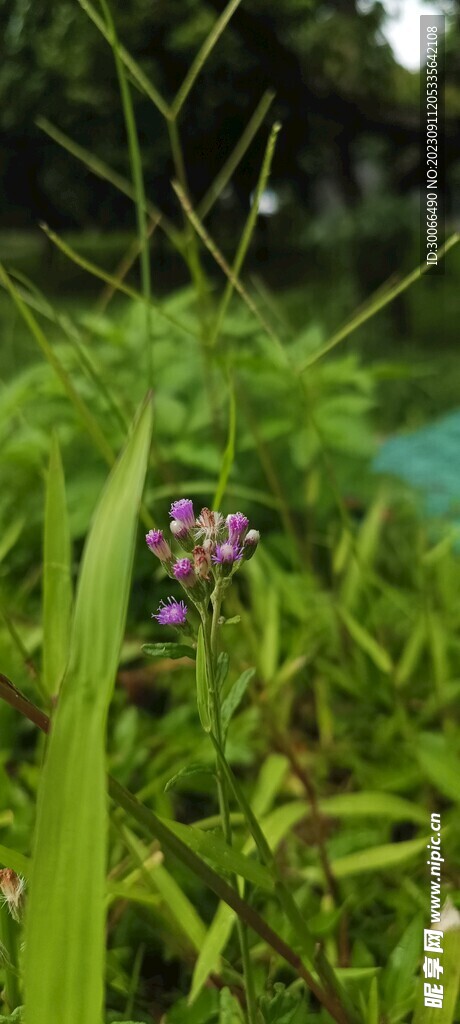 小草 