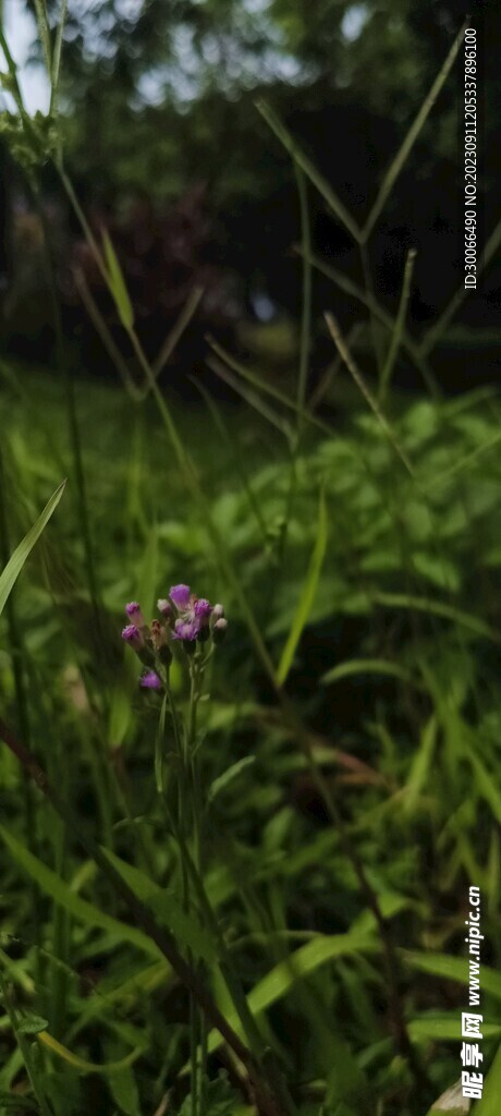 小草 