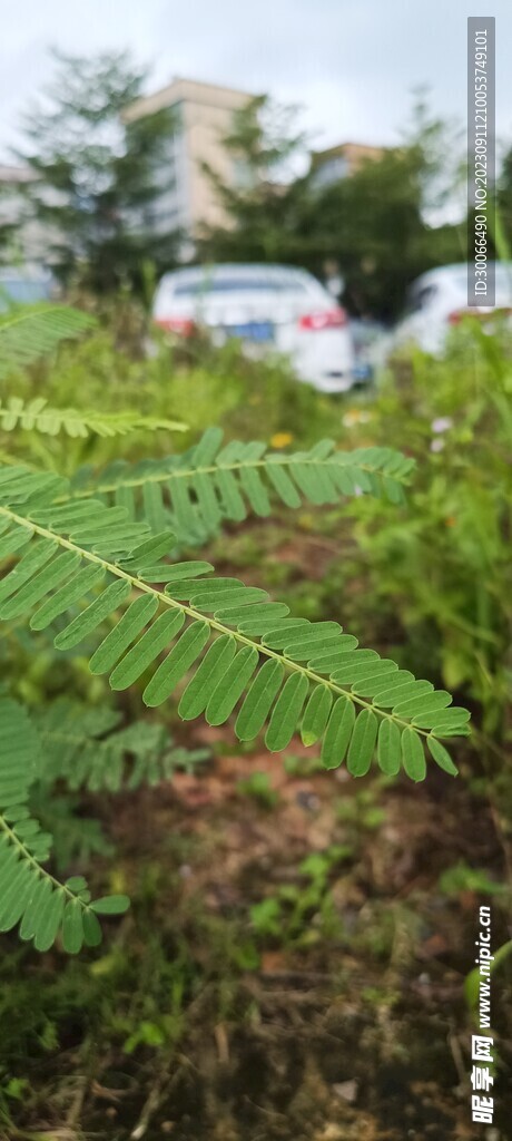 田菁 