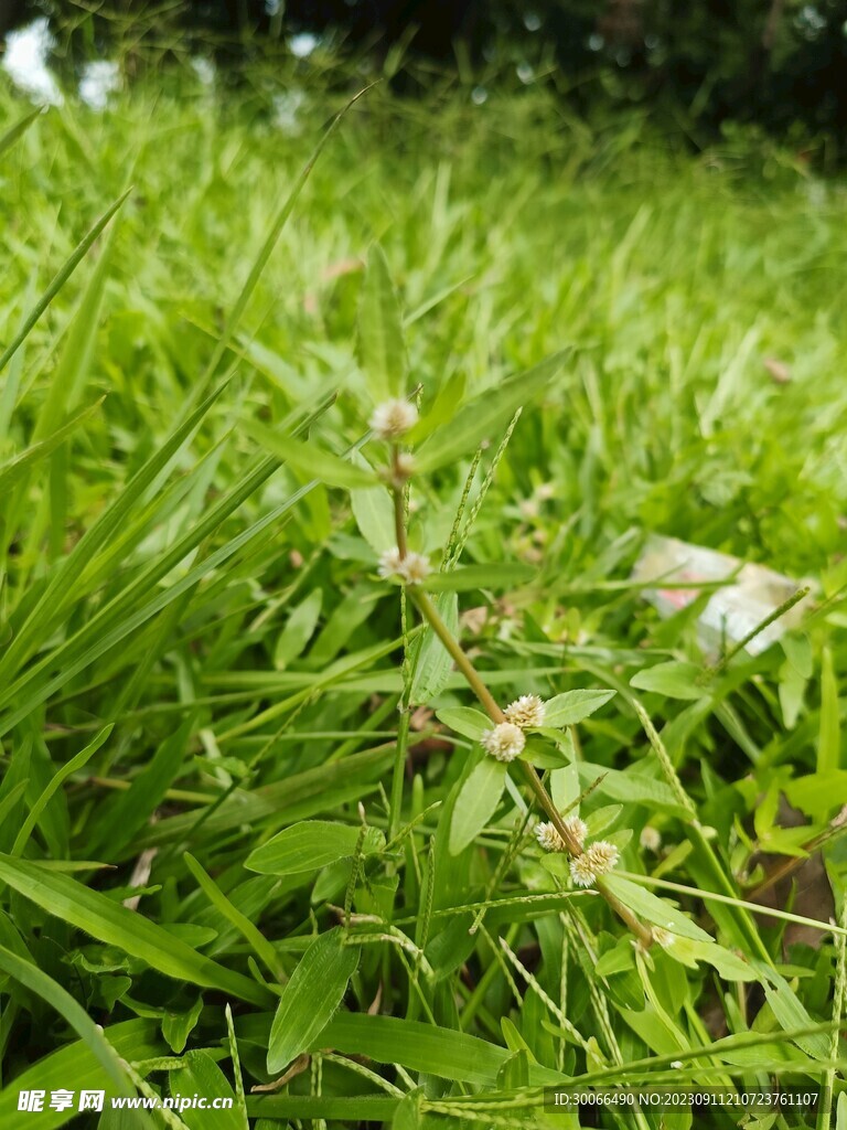 小草 